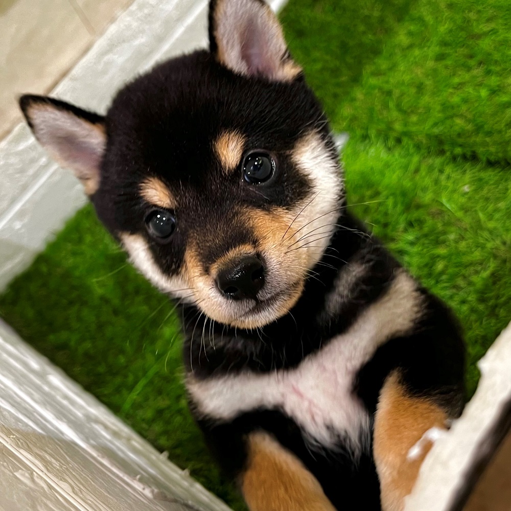 沢山のわんこにゃんこが仲間入り！！新入生祭りです👑ペットショップ犬